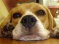 /album/wallpapers/beagle1-jpg/