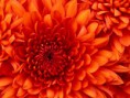 /album/wallpapers/chrysanthemum-jpg/