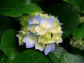 /album/wallpapers/hydrangeas-jpg/