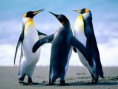 /album/wallpapers/penguins-jpg/